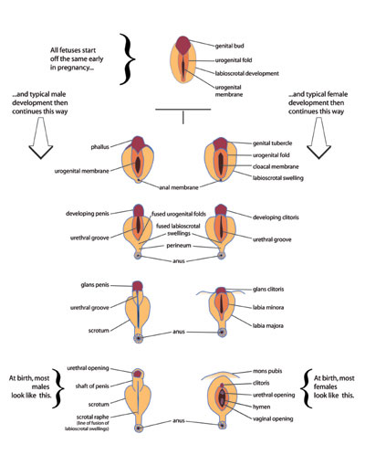 Genital Development Before Birth